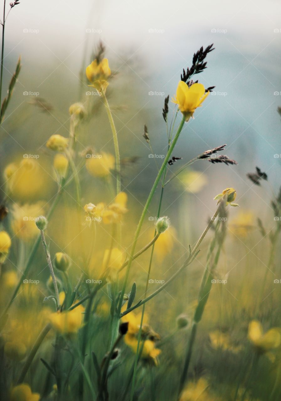 Spring flowers 