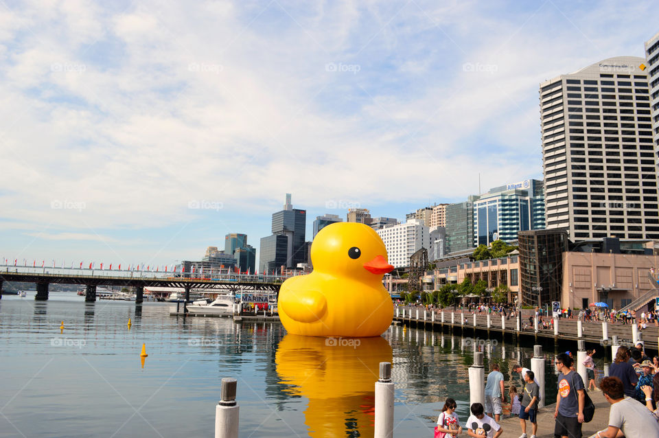 Ducky in darling harbor