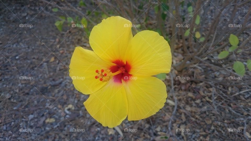 yellow bright flower