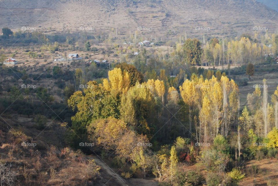 Autumn View