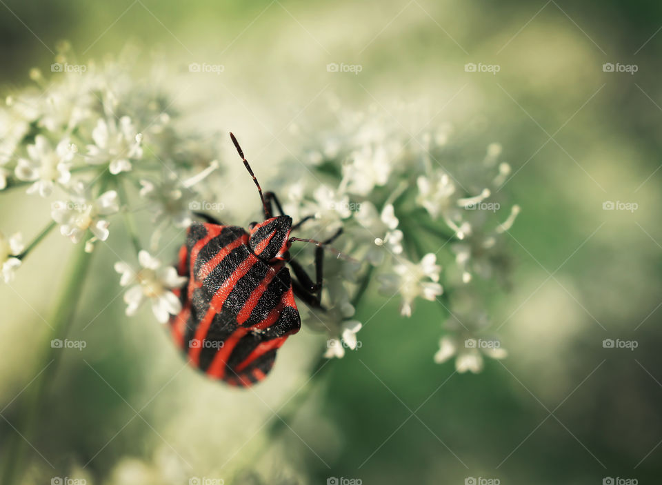 black and red bug on the flower