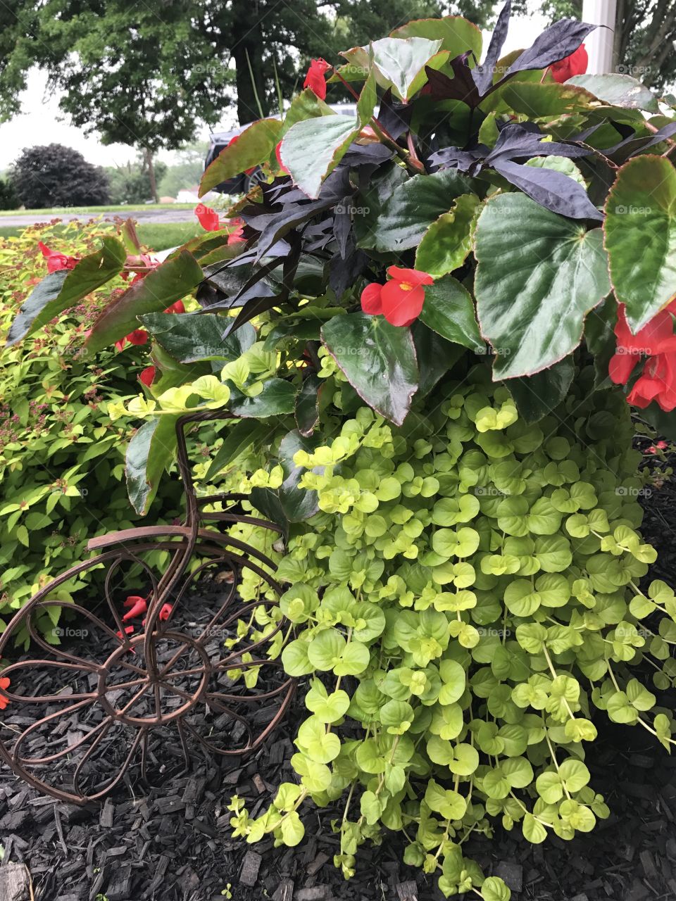 Colorful plants in garden outdoors