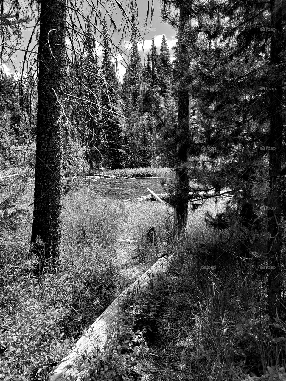 The Deschutes River near its headwaters on a sunny spring day