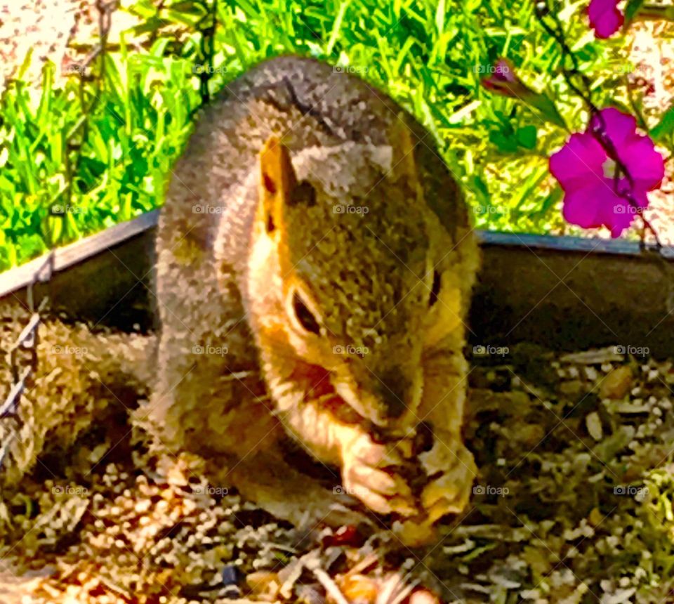 Brown squirrel eating seeds from a bird feeder among pink petunias 