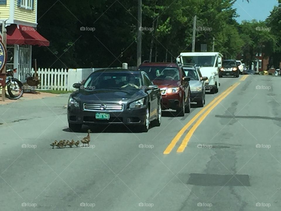 Duck Family in the middle of town crossing the road