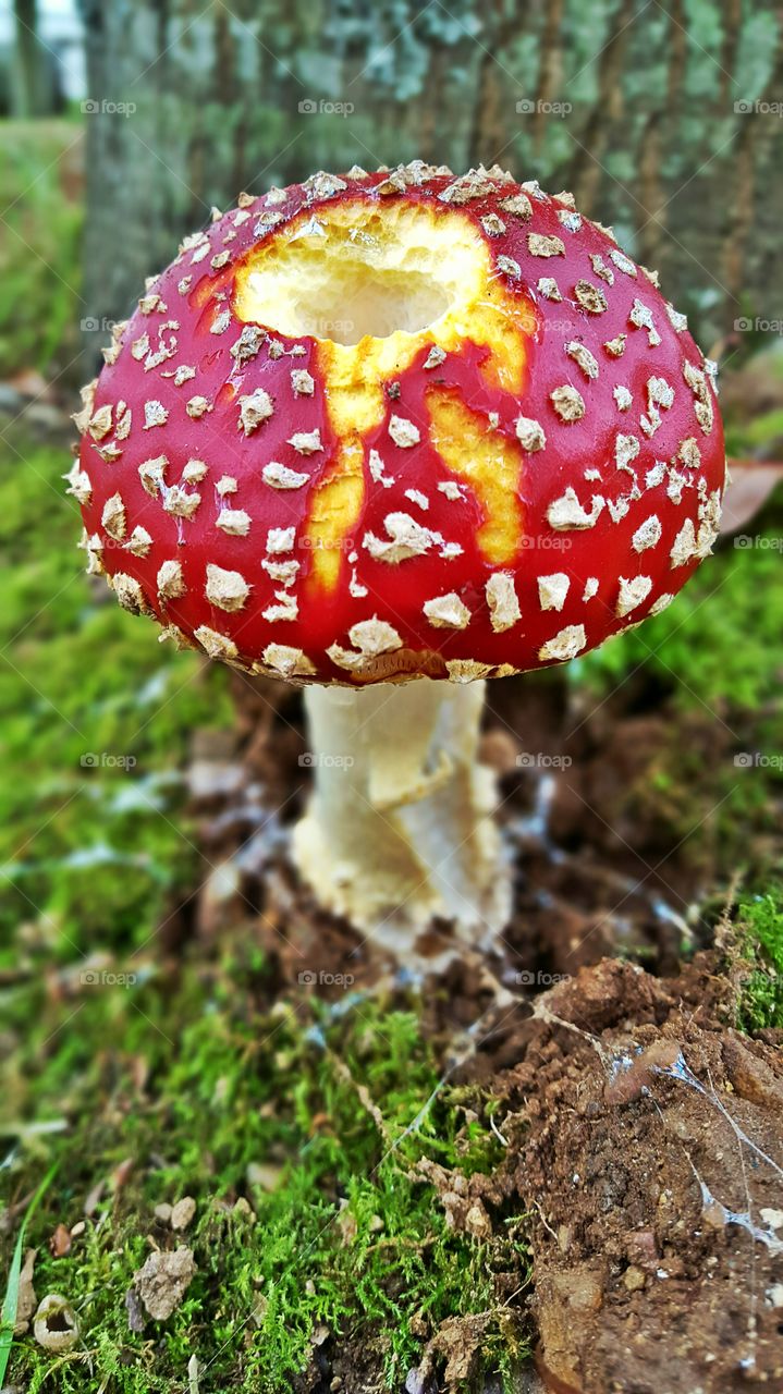 Close-up of mushroom