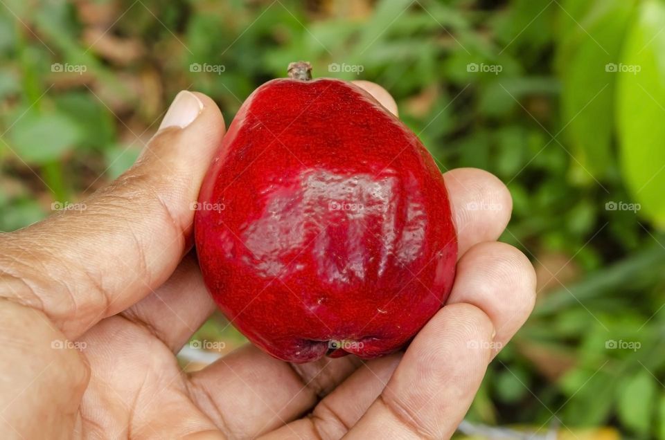 Holding An Otaheite Apple