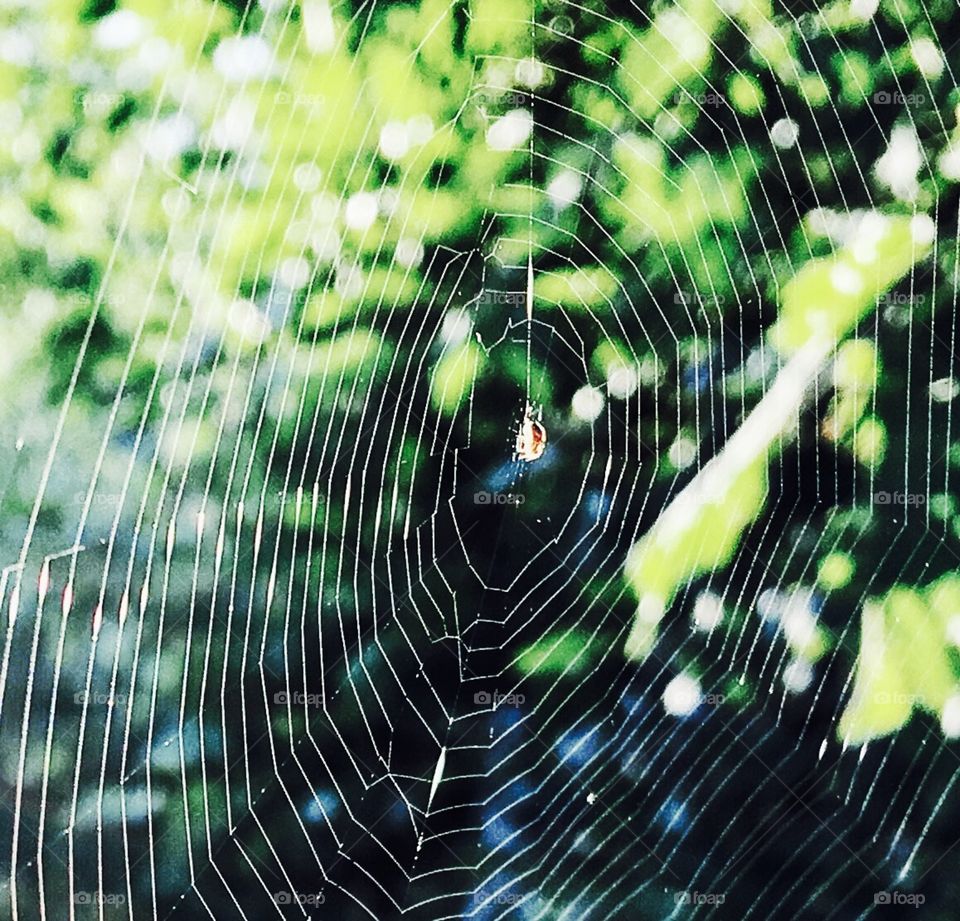 Sunny web