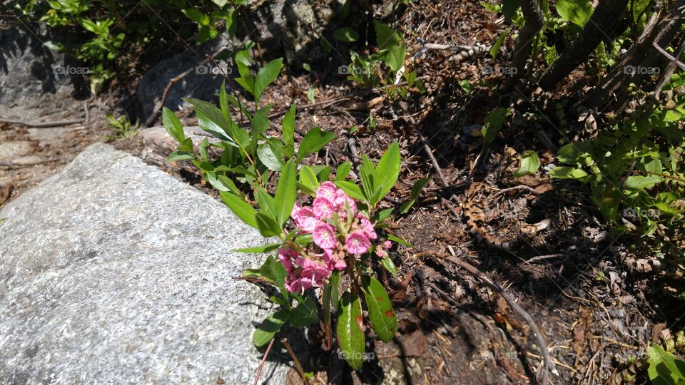 Mountain Flower 2