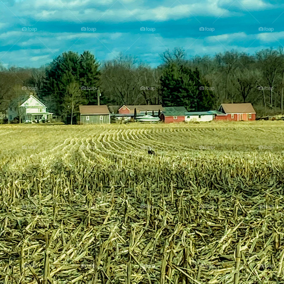 Eagle landed in a corn field 