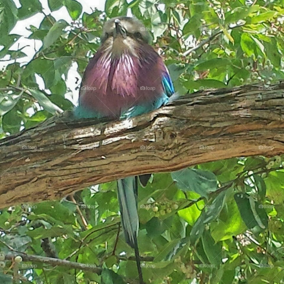 Beautiful zoo bird