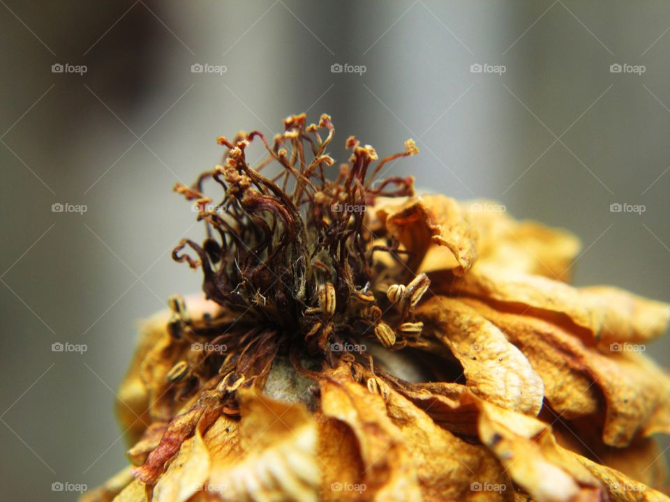 dead beauty. macro photography of a dead flower