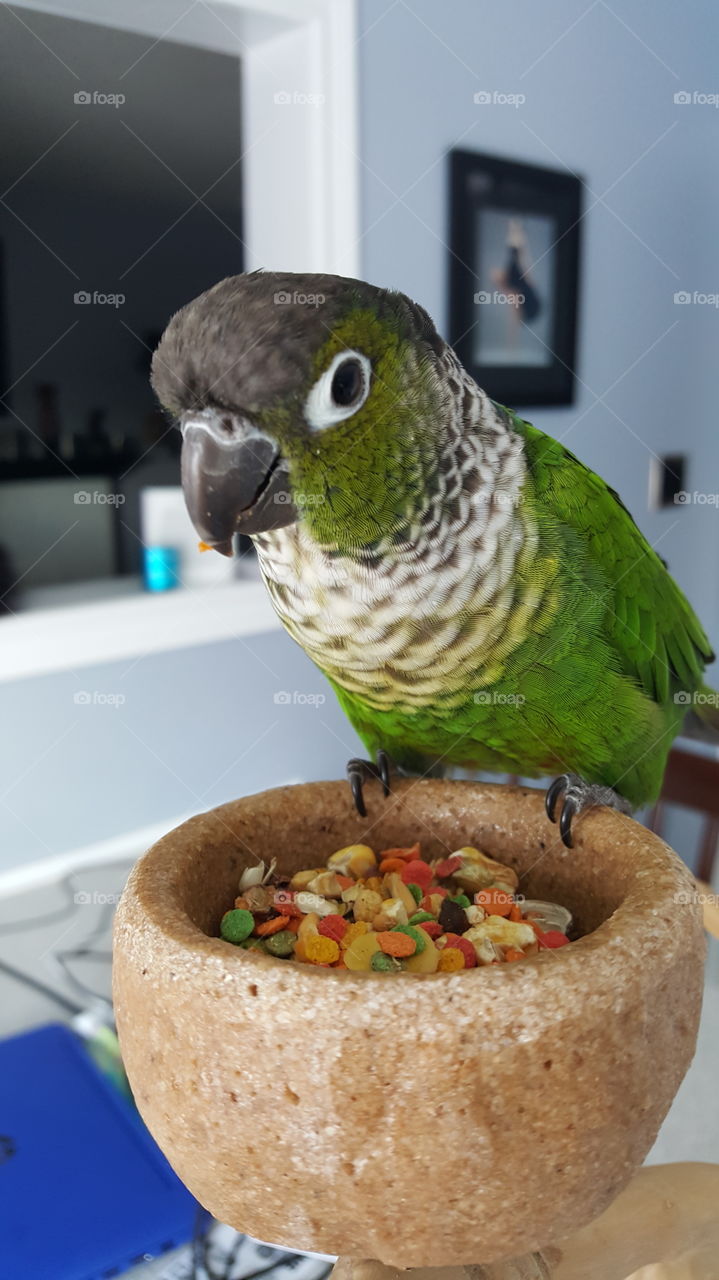 beautiful close up of a Conure eating