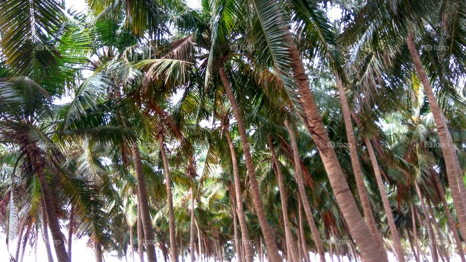 coconut tree form's