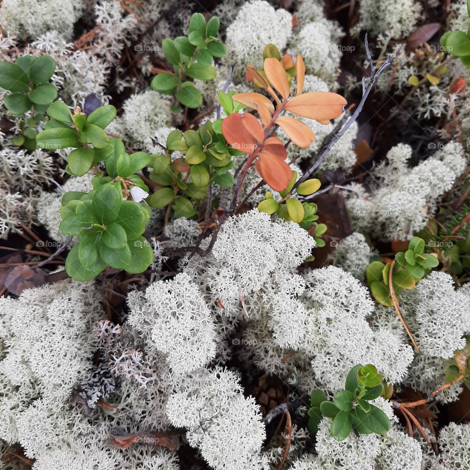 reindeer lichen
