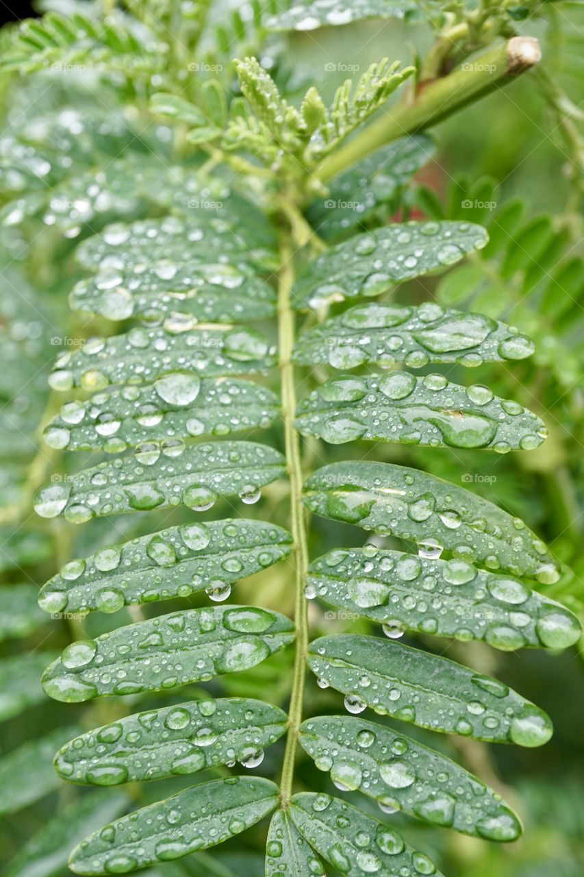 Raindrops on leaves