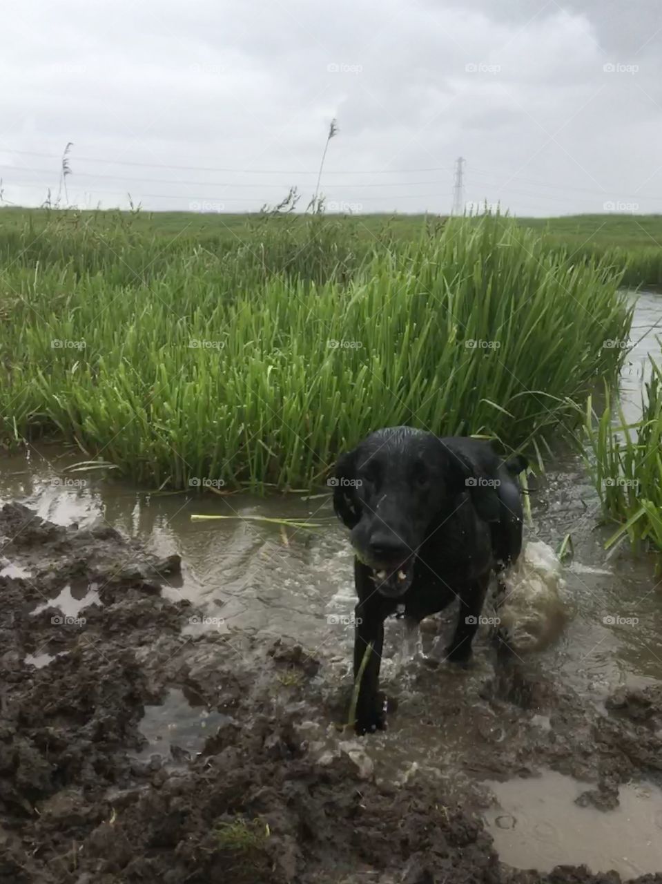 Flatcoat retriever emerges from murky marsh river, slopping through mud, withgrey skies and beauty of the reefs as it’s setting. Loving retrieving it’s ball.