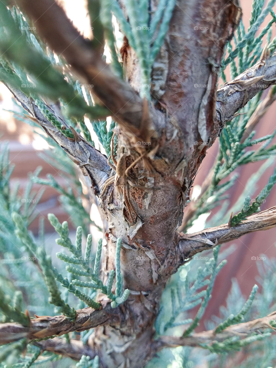 spider on the crown of a thuja tree