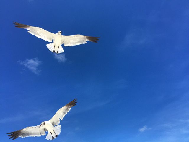 Orange Beach