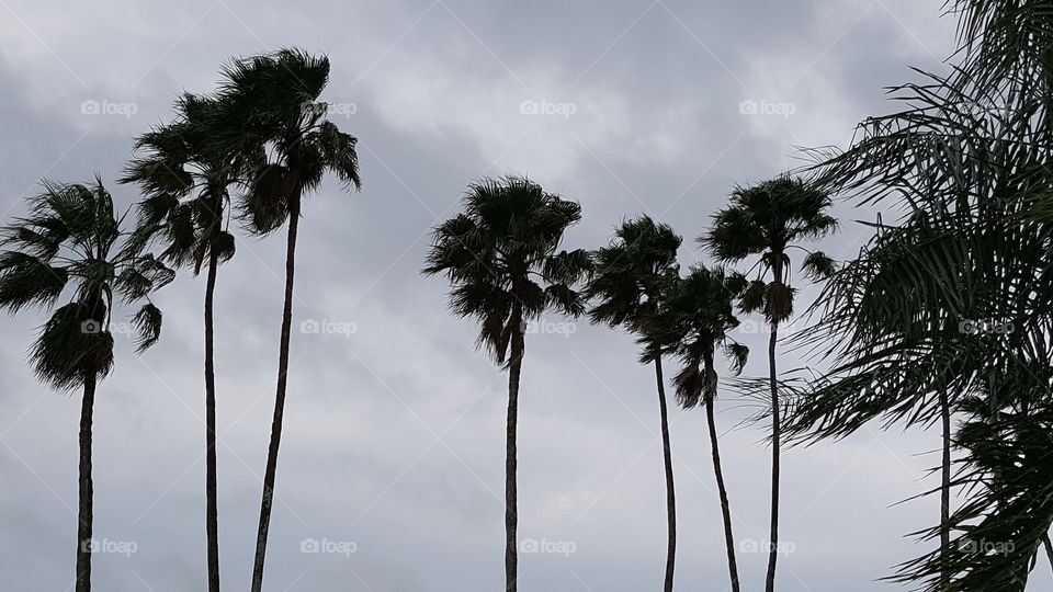 tropical wind palm trees