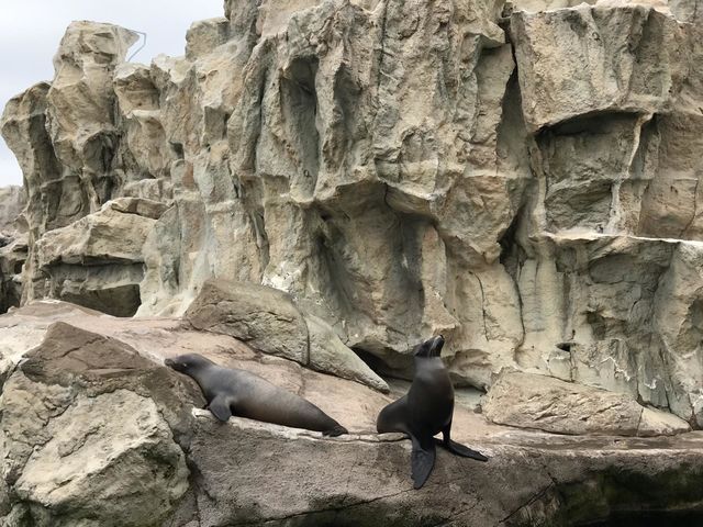 A shoot of Sea lion