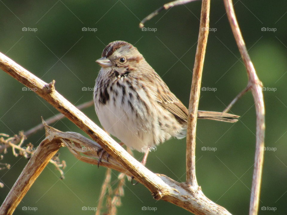 Song Sparrow foraging and singing at sunset