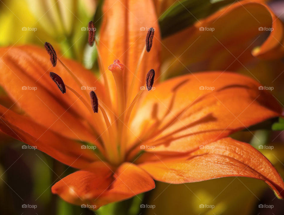 Orange lily in beautiful light