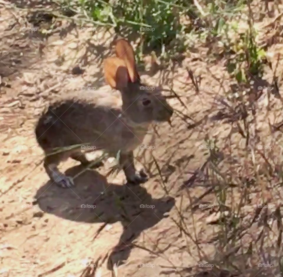 Bunny on trail