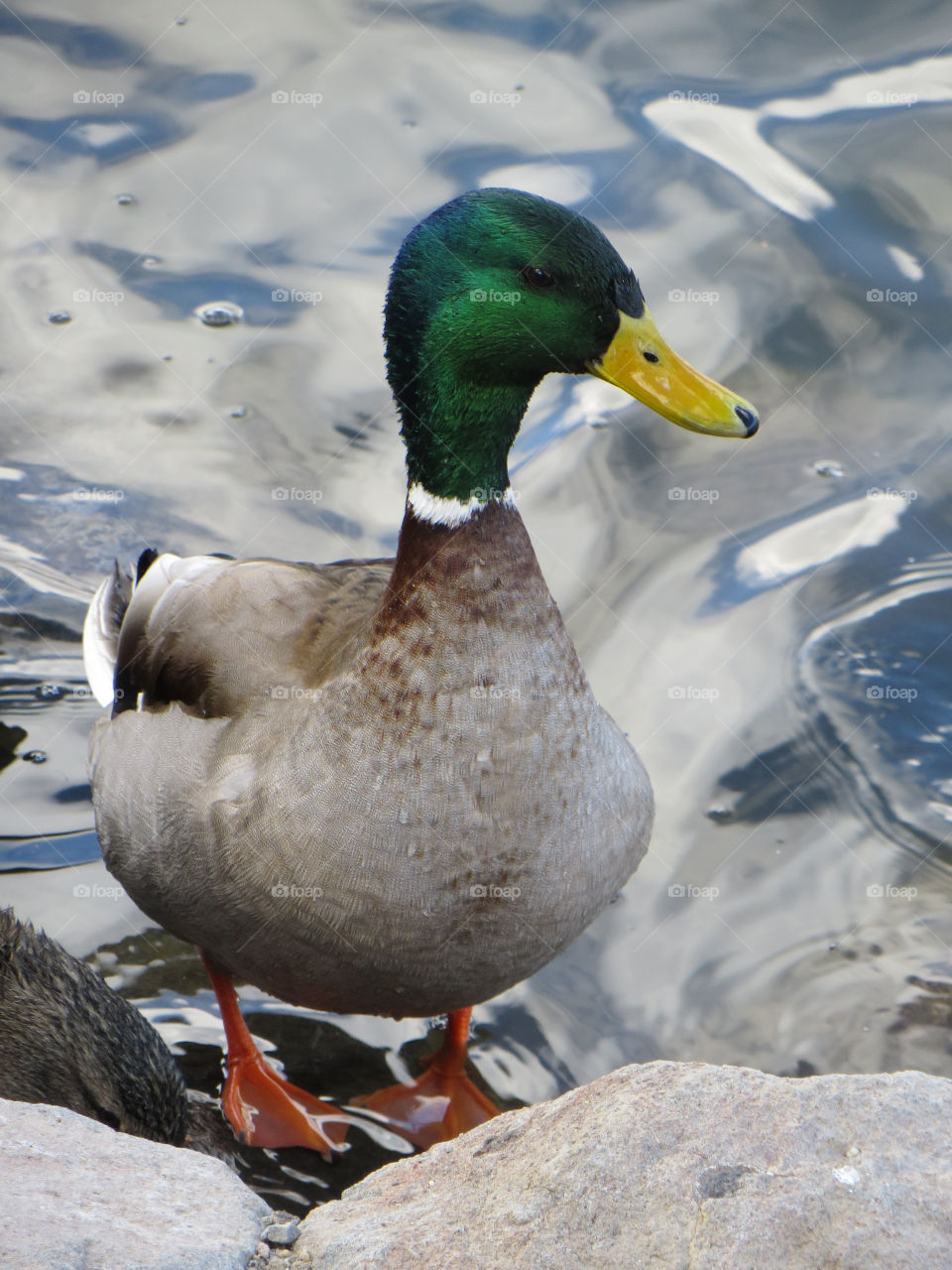 Preening for the ladies