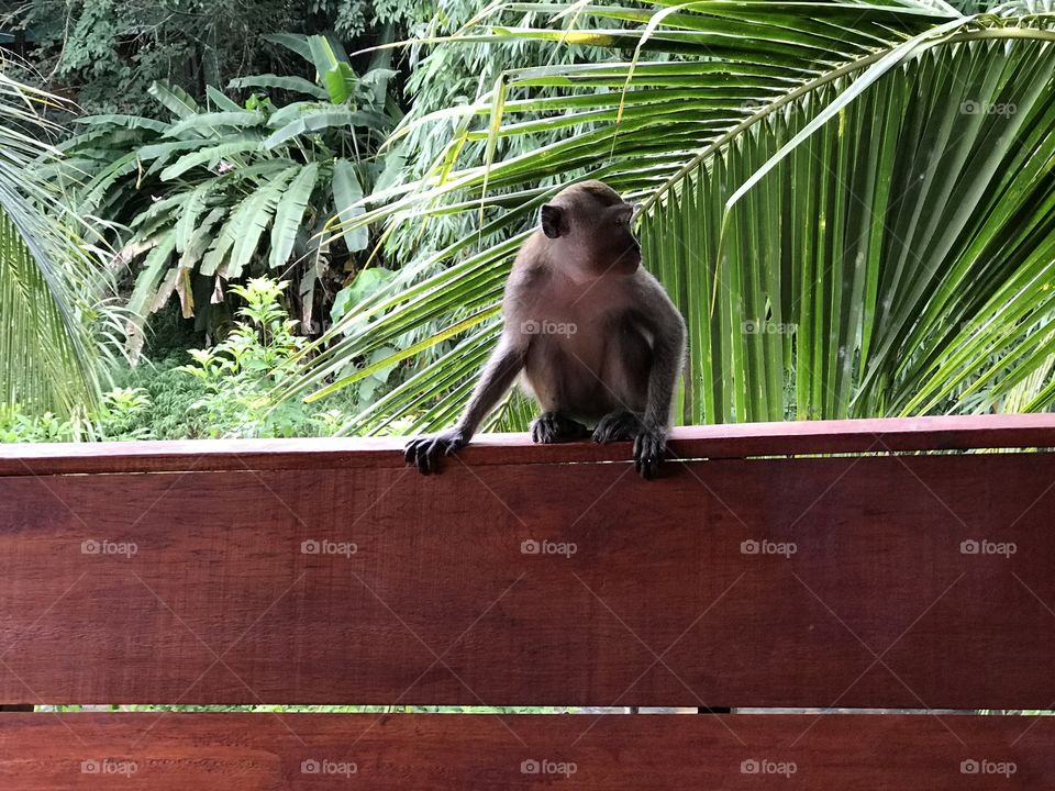 Thailand monkey 