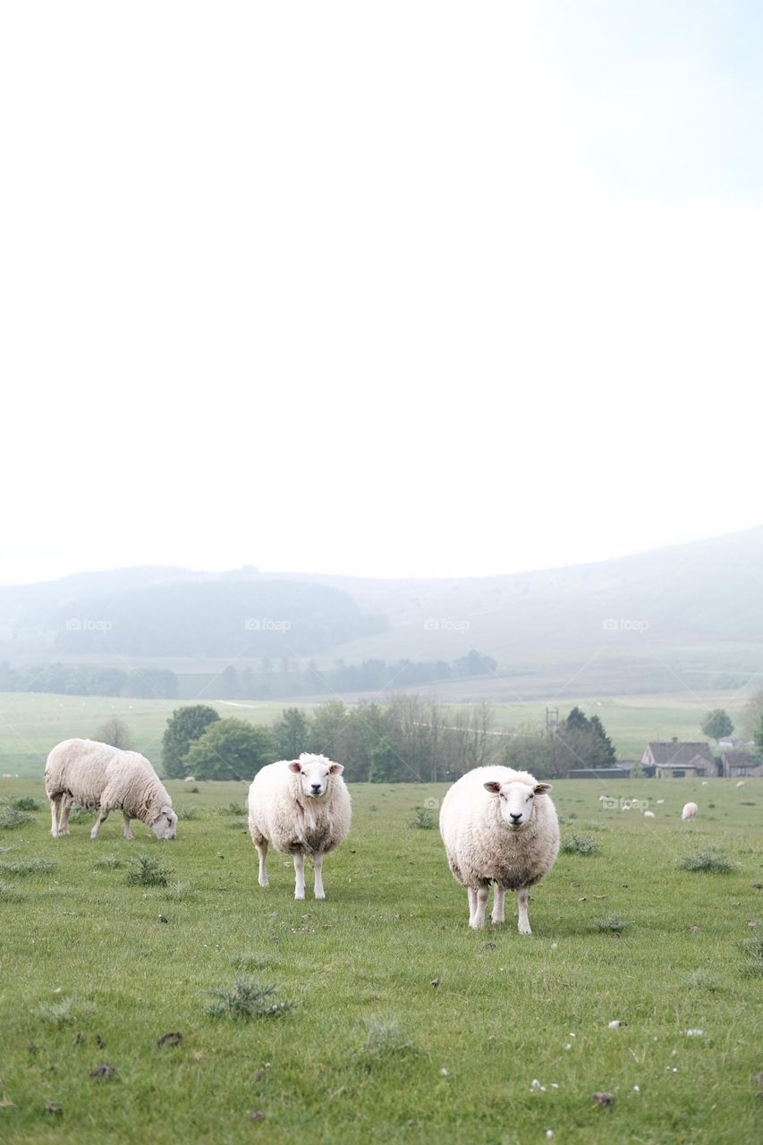 Sheep in Peak District