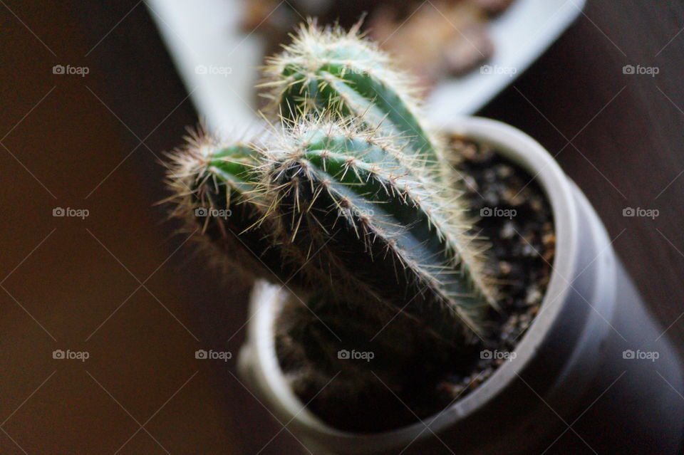 cactus