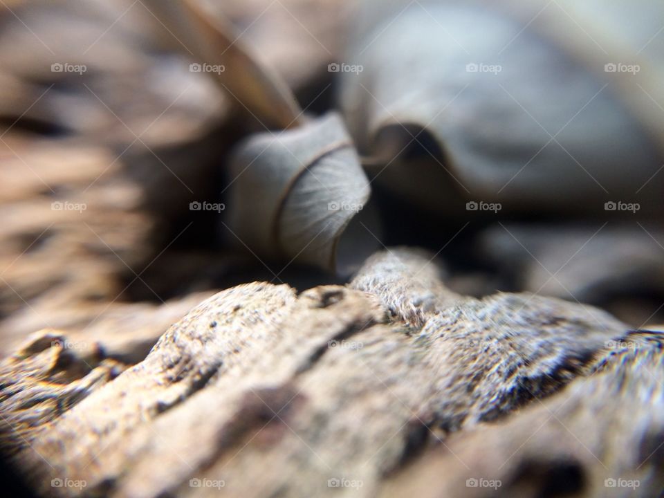 A dead tree  | Photo with iPhone 5S + Macro lens.