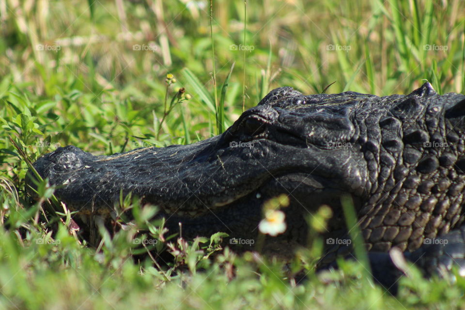 Upclose Picture of an Alligator Chilling  