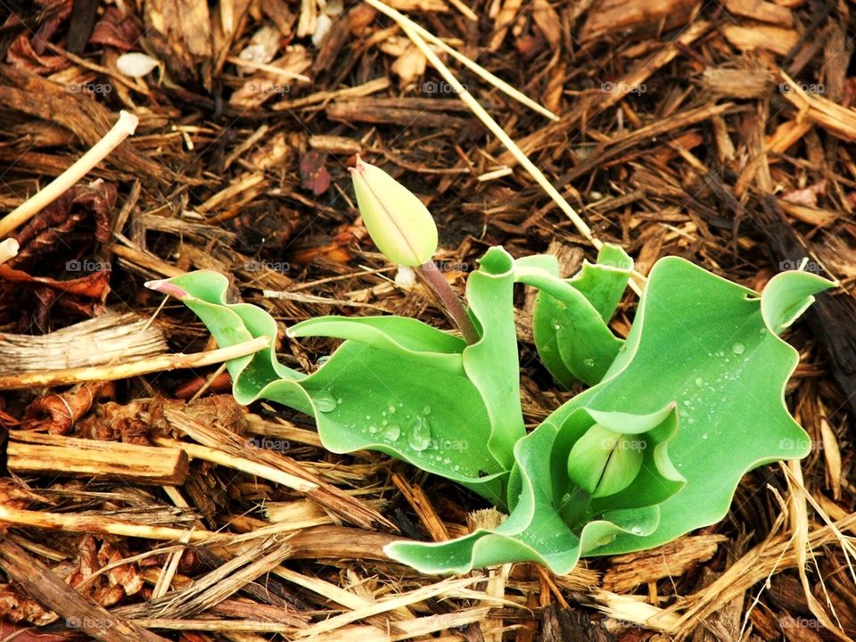 Spring rain drops 