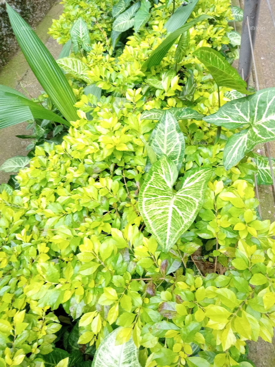 O amarelo das plantas