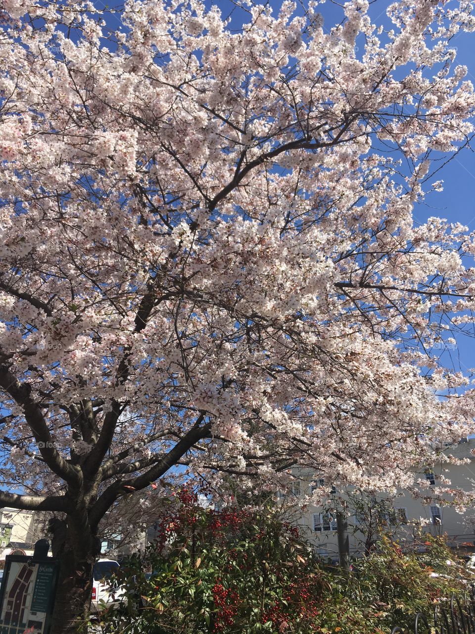 Tree in bloom, Virginia, March 2017