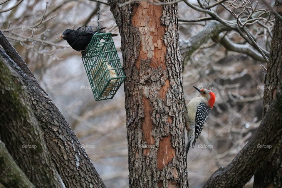 Snow day visitors