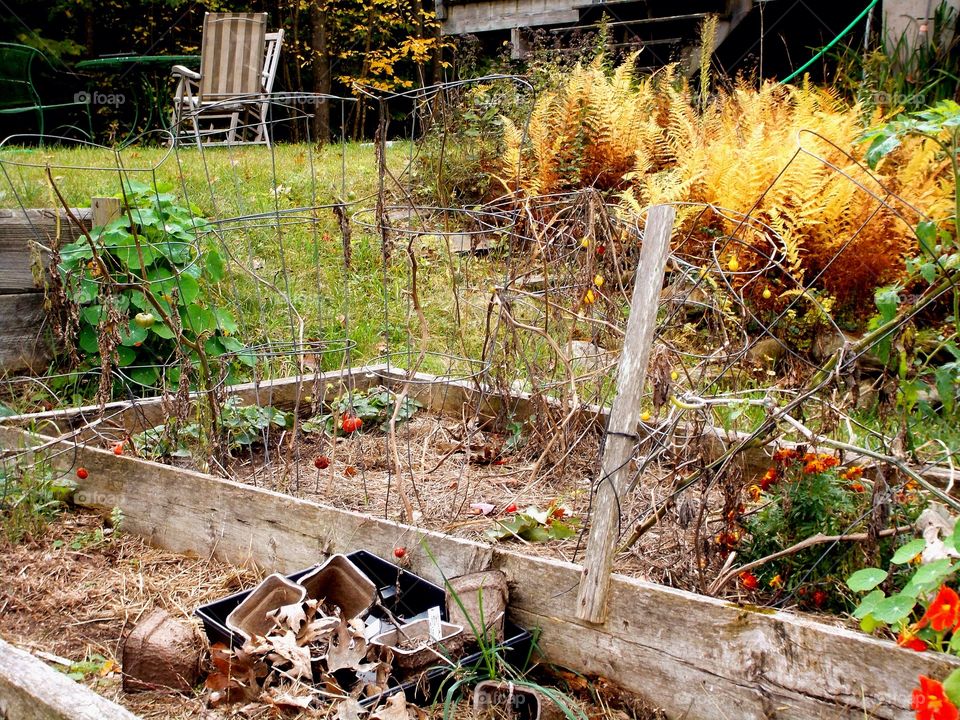 Growing tomatoes plants 