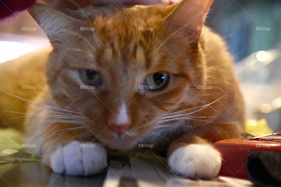 closeup of a cats face