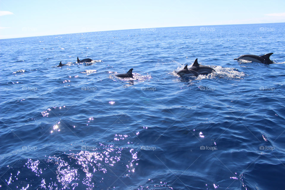 sea animals wildlife dolphin by ravanti