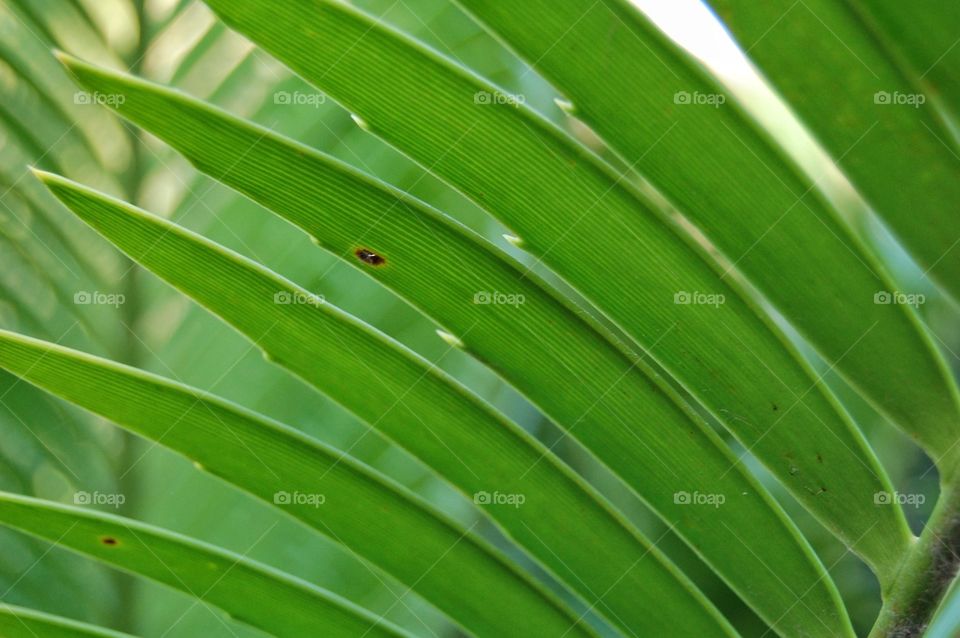 Leaf background on outdoor 