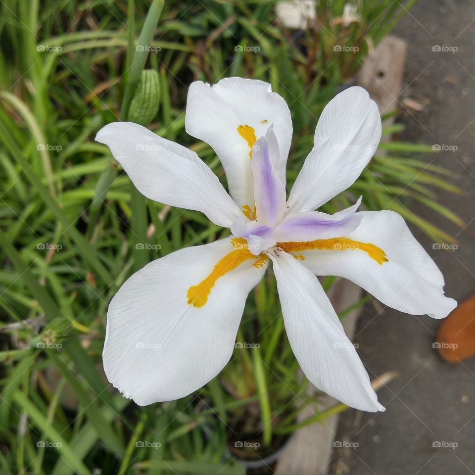 flower