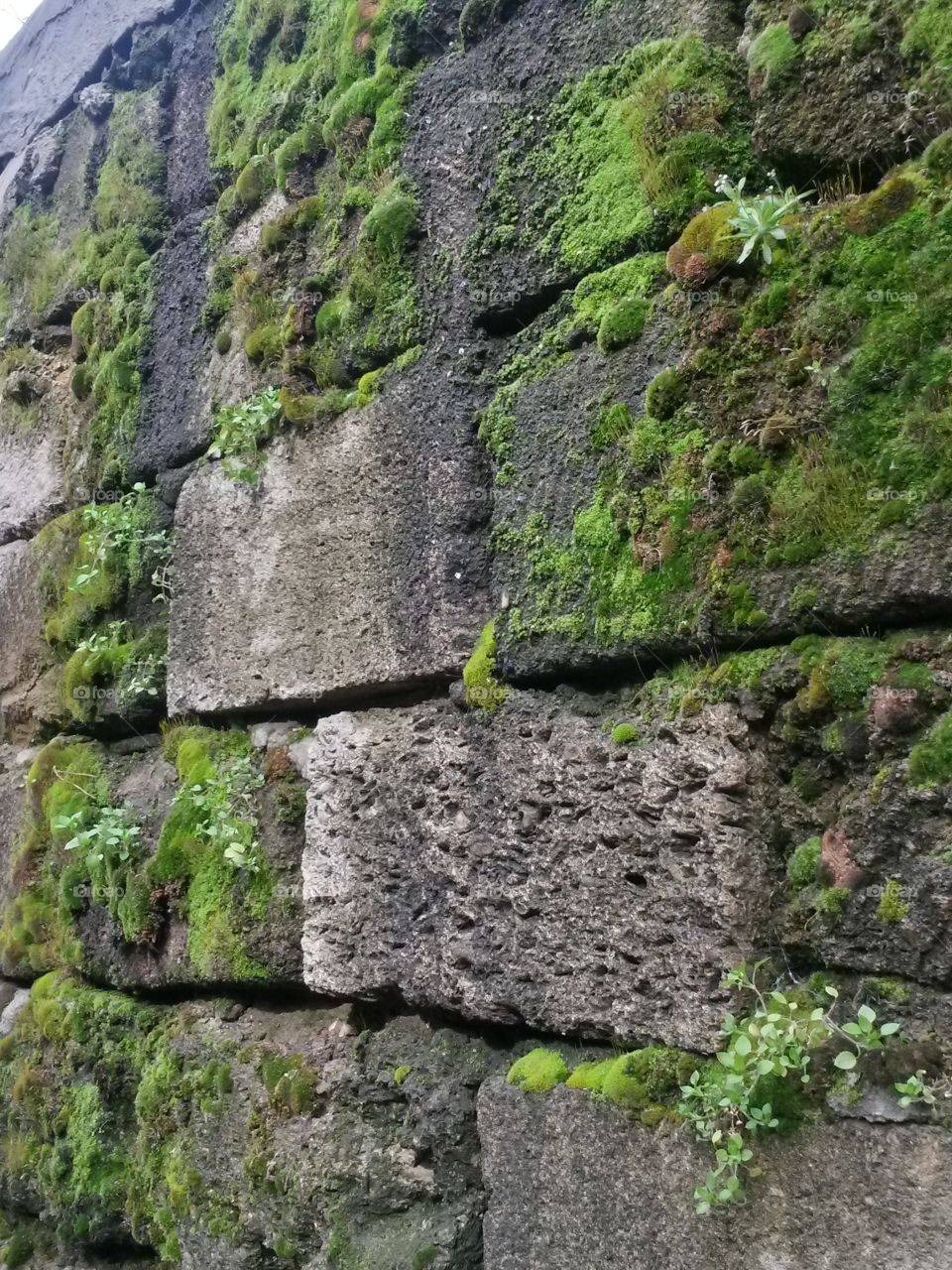 the moss on the wall