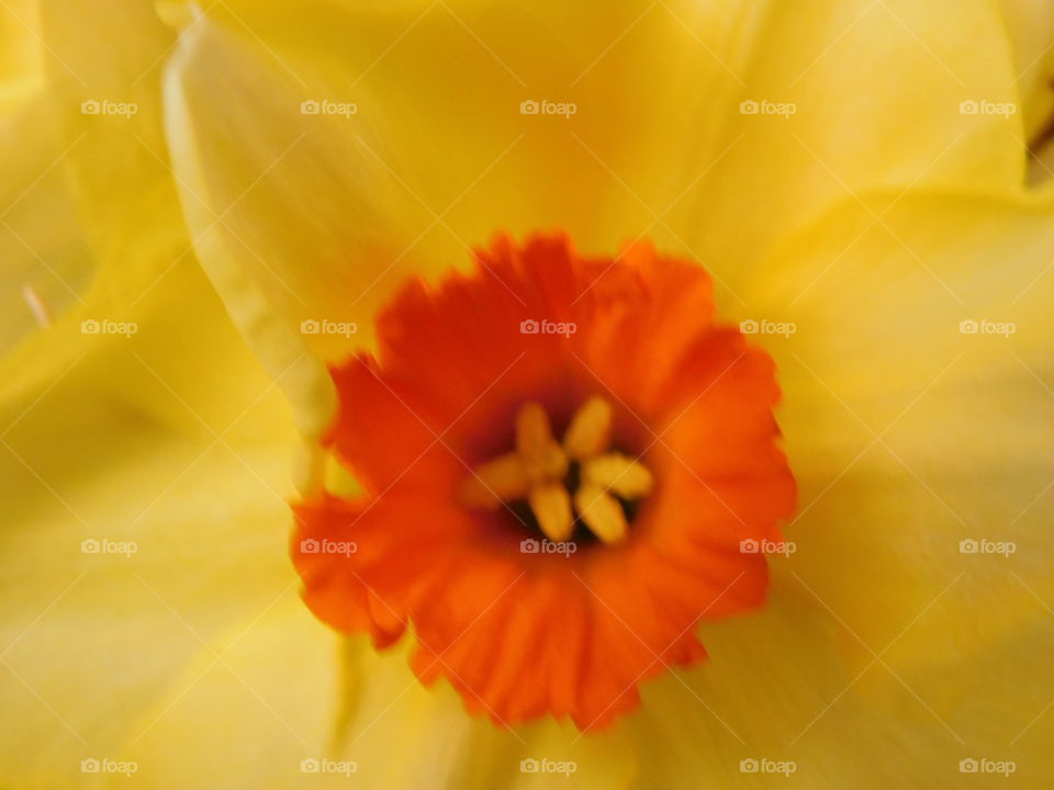 Daffodil