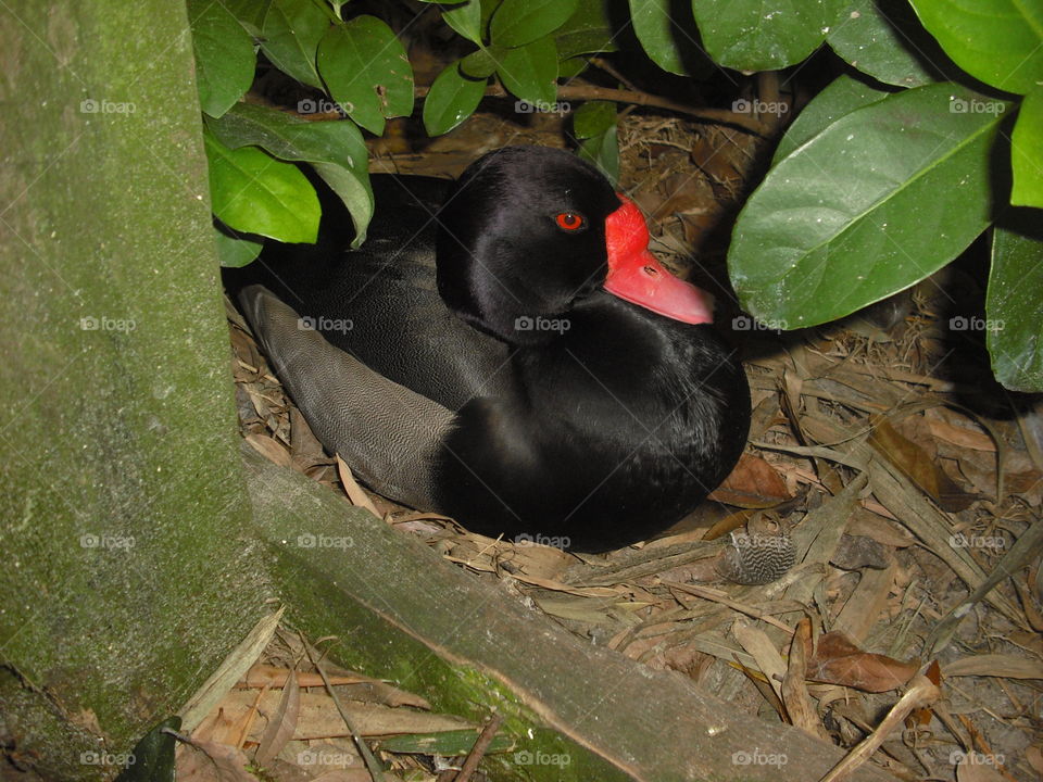 Duck with Red Eyes