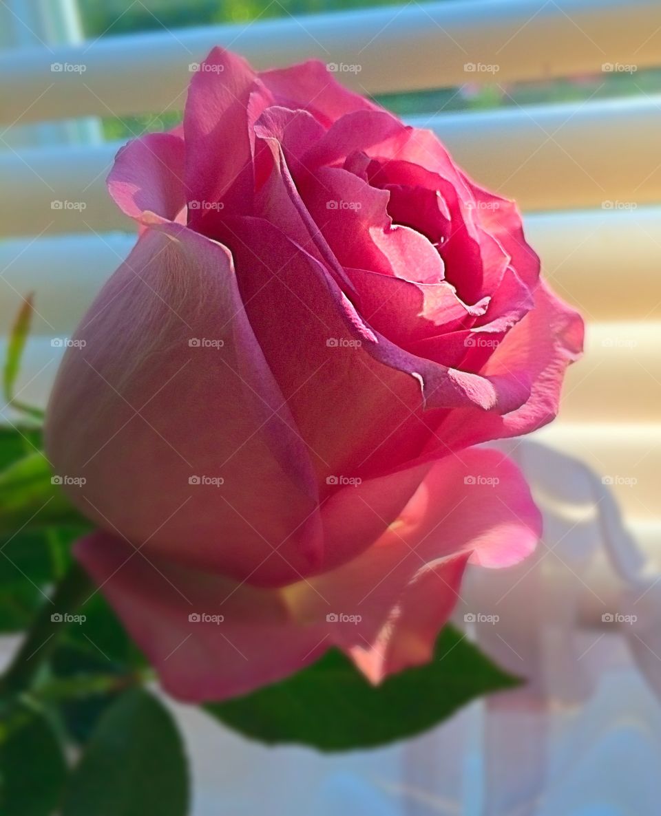 Pink Rose 