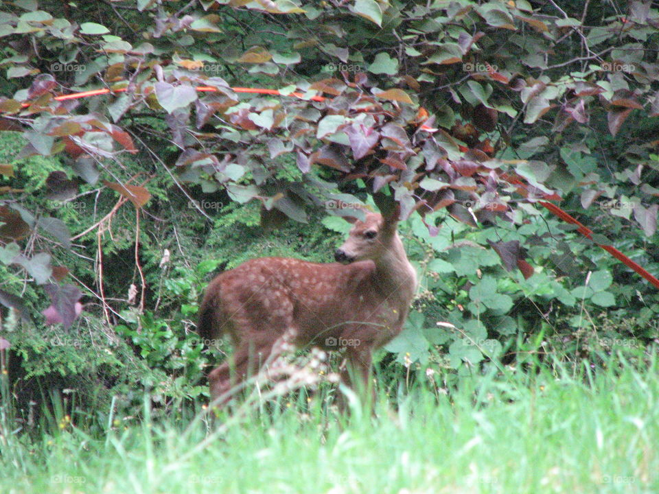 Fawn. I think this was in my Uncles backyard