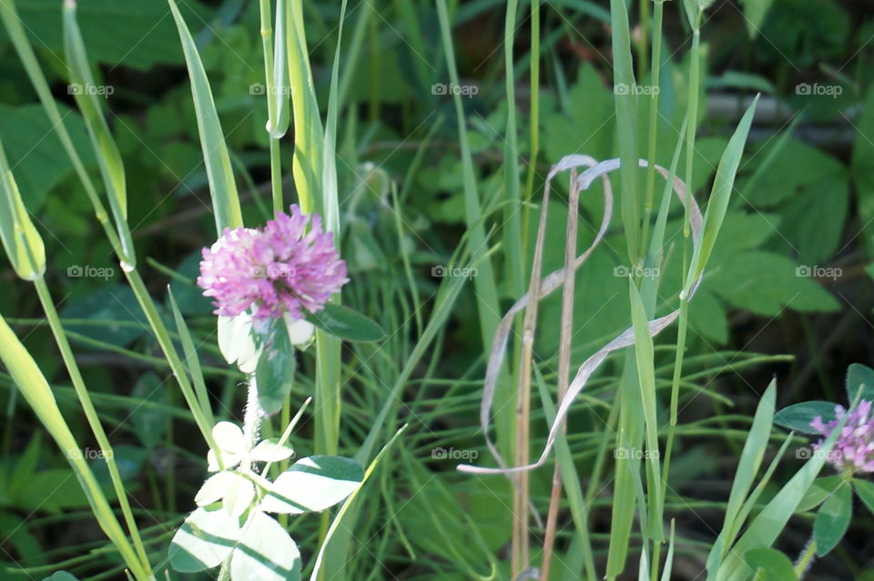 Nature. Pretty in Purple