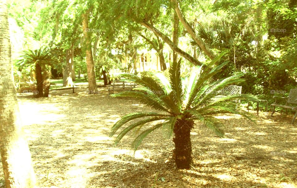 mini palm tree in the sun. Florida park